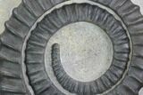 Devonian Ammonite (Anetoceras) - Morocco #99903-1
